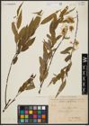 Foto von Salix acmophylla Boiss.